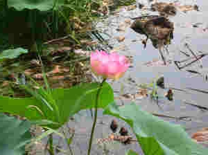 Flora e fauna a Mantova