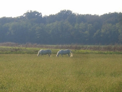 Cavalli | Agriturismo Beatilla